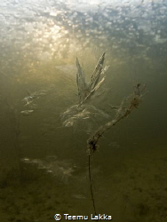 Underwater ice by Teemu Lakka 